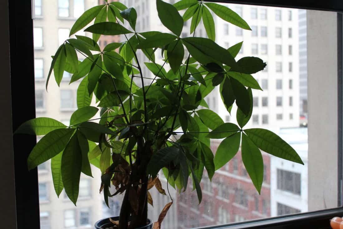 money tree